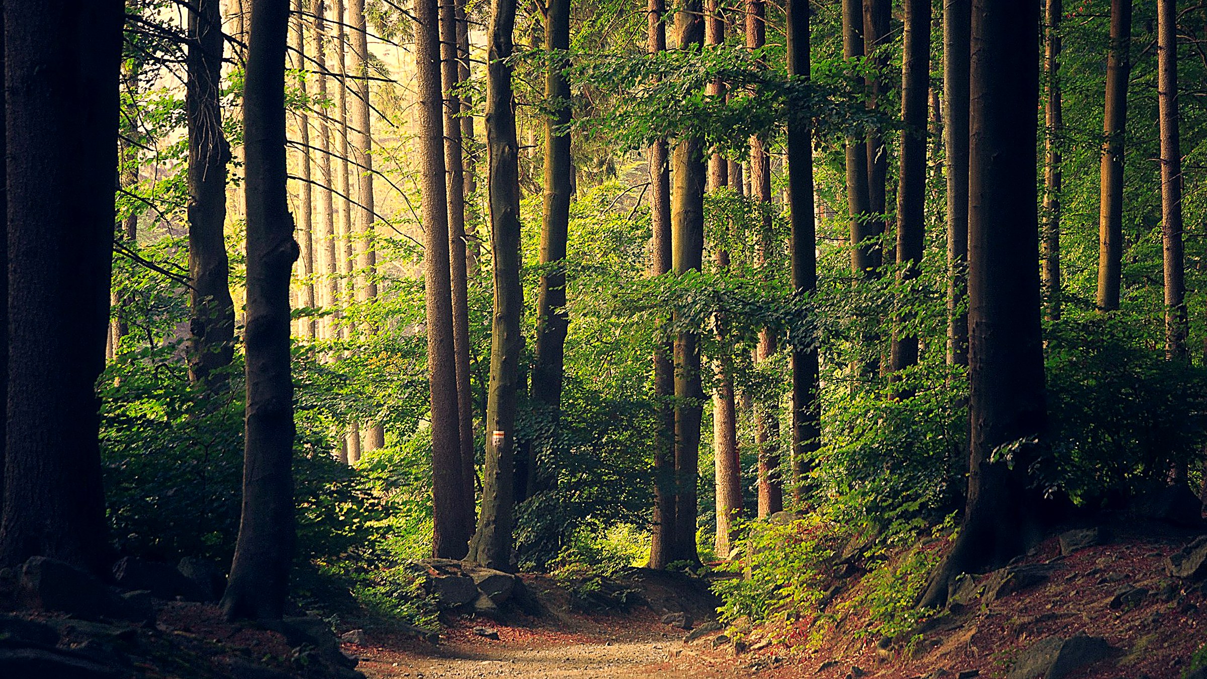 Mountain-bike trail through forest